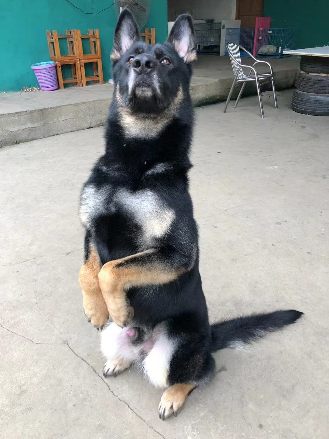 东德太极牧羊犬